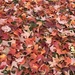 Red maple carpet by mltrotter