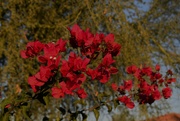 22nd Oct 2023 - 10 22 Bougainvillea