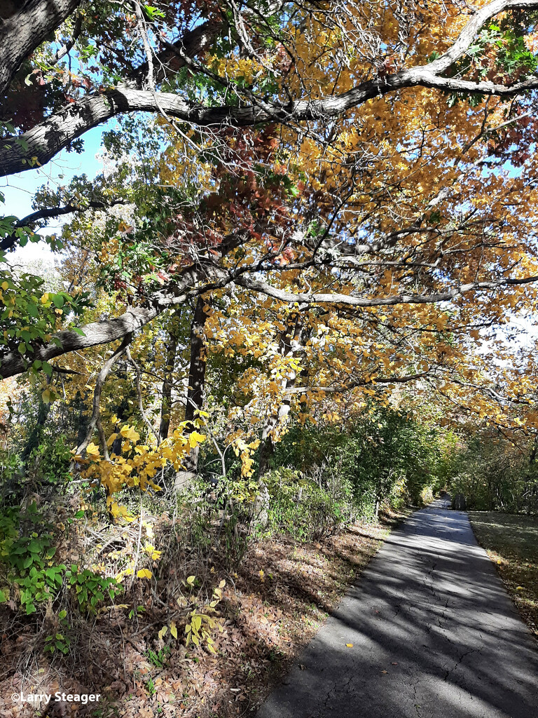 Fall along the walking path. by larrysphotos