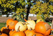 24th Oct 2023 - Autumn squash