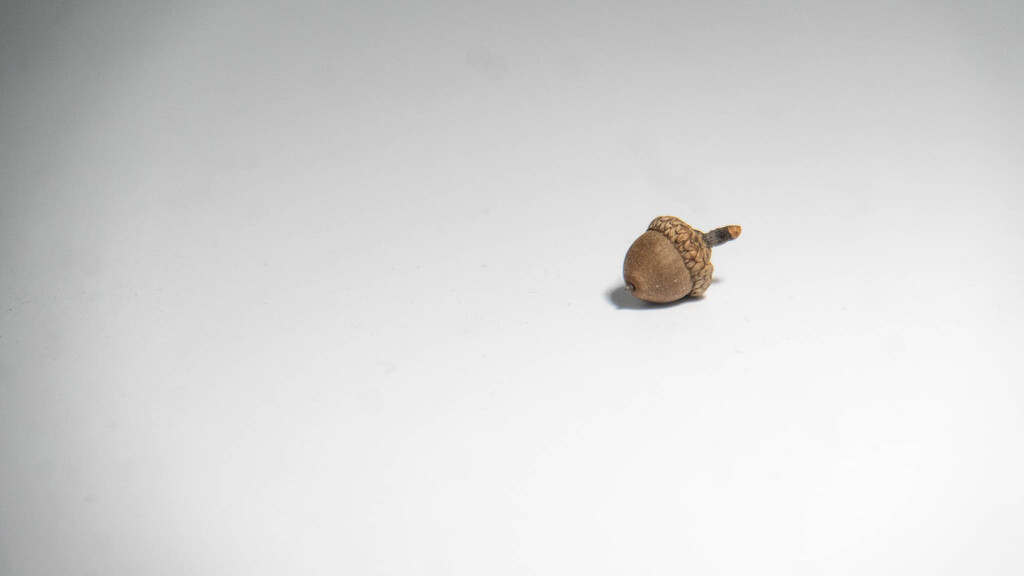 Tiny acorn by randystreat