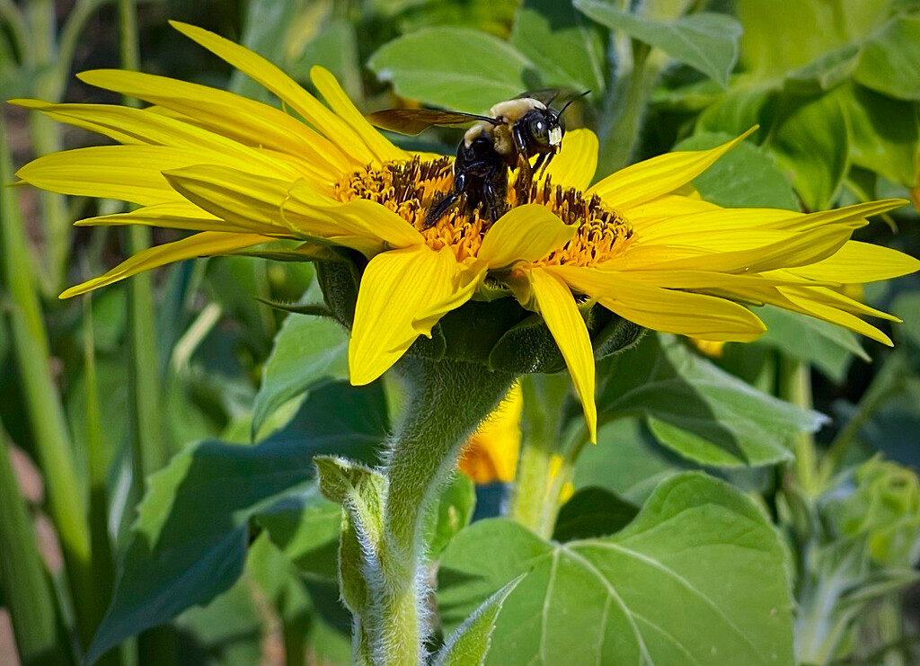 Let It Bee by gardenfolk