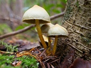 20th Oct 2023 - Mushrooms