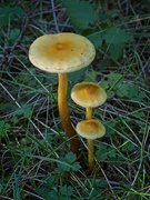 22nd Oct 2023 - Mushrooms #2