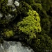 Moss by wh2021