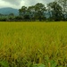 Paddy Field by wh2021