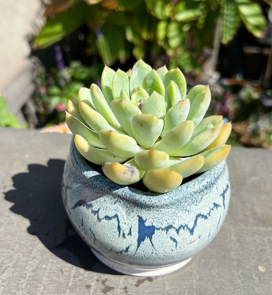 Succulents & Ceramics by peekysweets