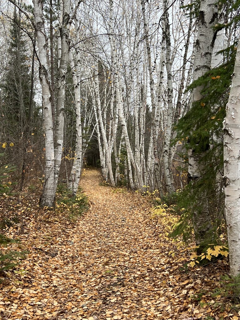 Birch lined trail by radiogirl