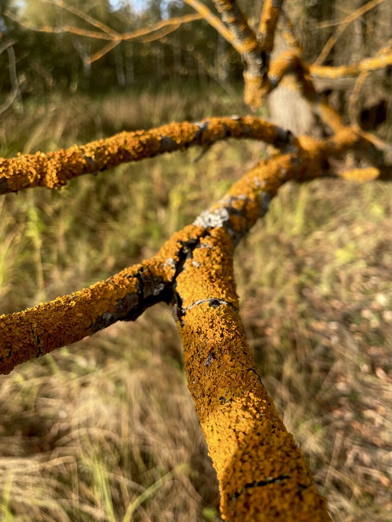 Yellow lichen by daryavr