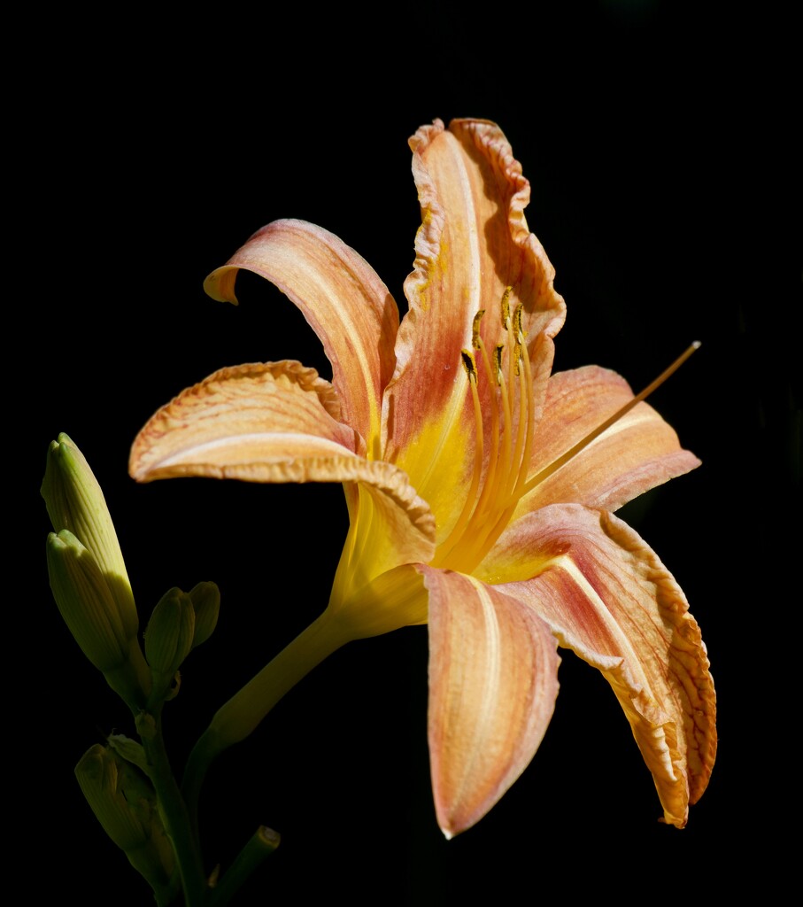 My Day Lilies Are Blooming PA251946 by merrelyn