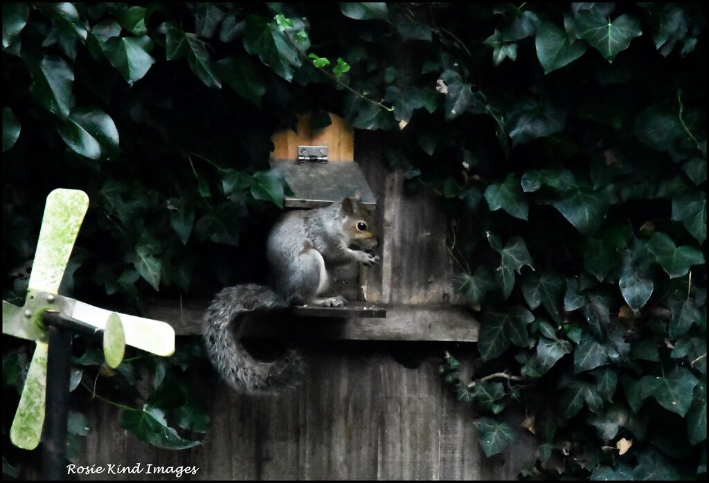 Squizzer at his nut box by rosiekind