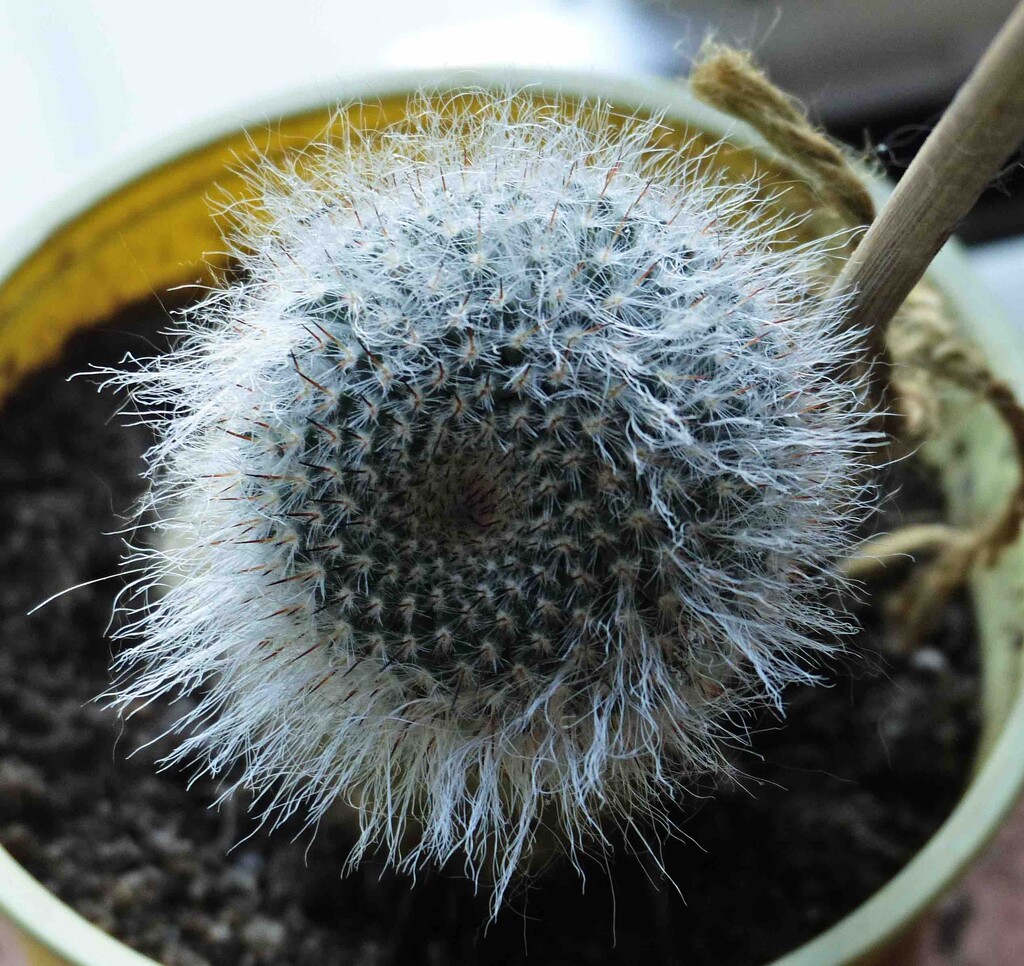 Hairy Cactus by arkensiel
