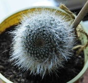 24th Oct 2023 - Hairy Cactus