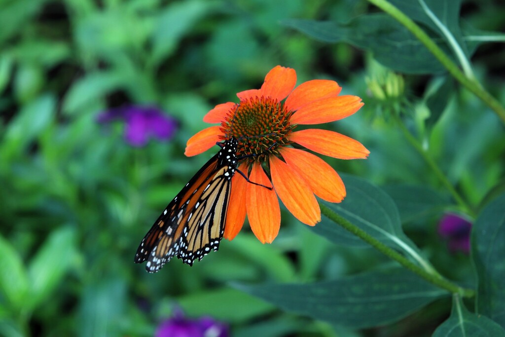 Monarch On A Flower by randy23