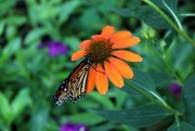 23rd Sep 2023 - Monarch On A Flower
