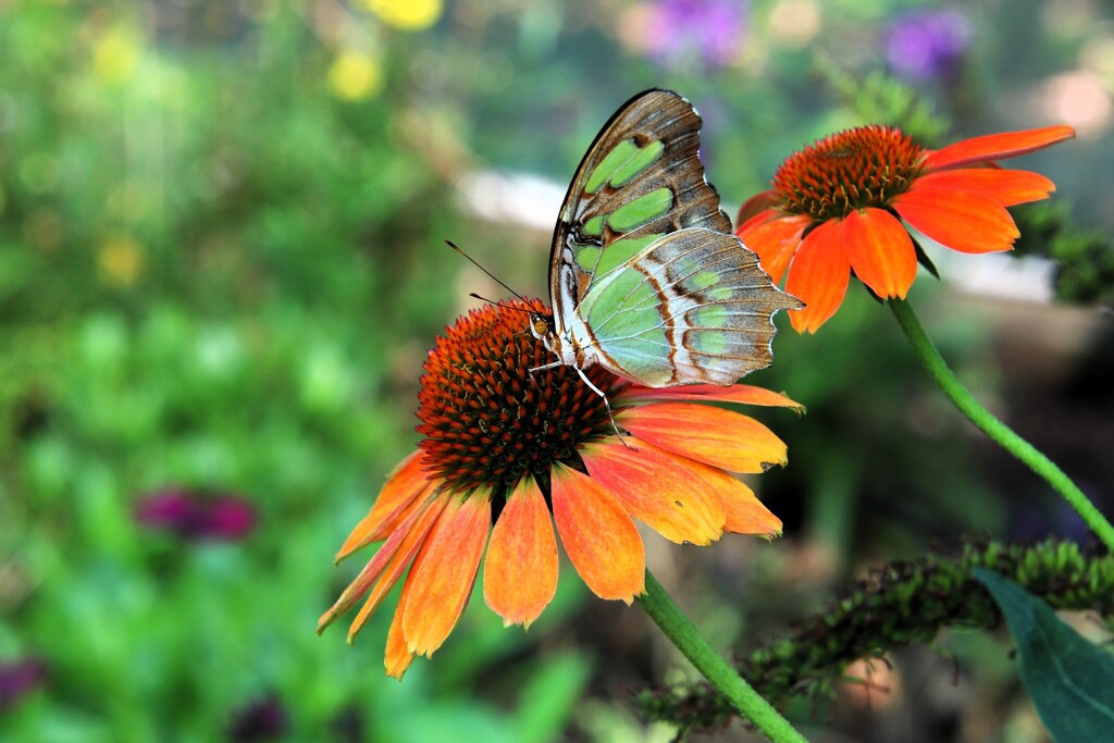 Butterfly On A Flower by randy23