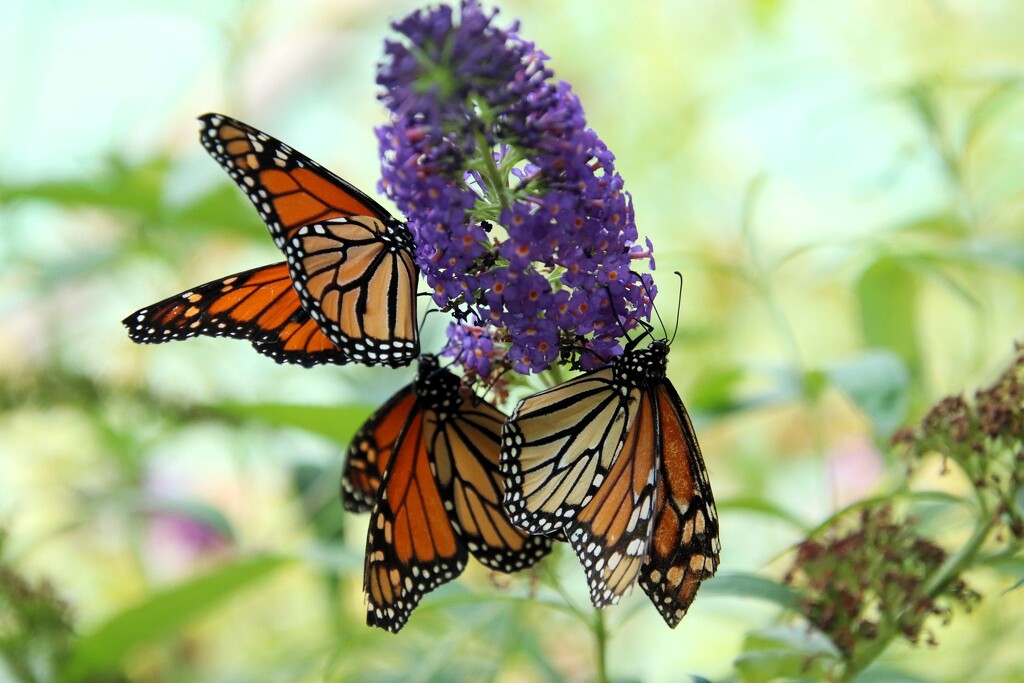 Monarchs by randy23