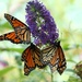 Monarchs by randy23