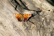 26th Sep 2023 - Butterfly On A Tree