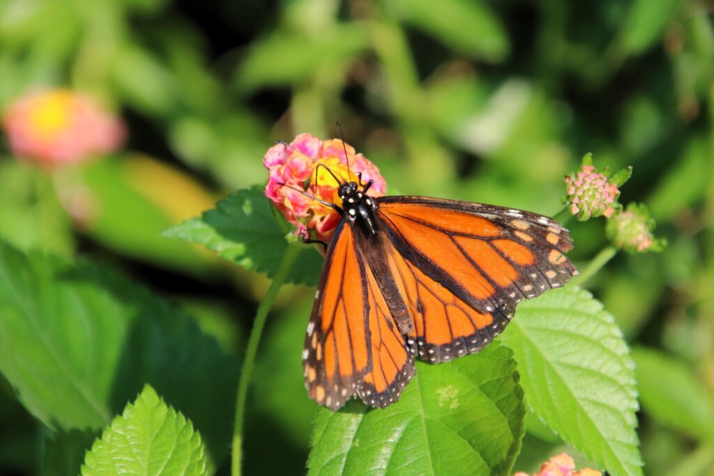 Monarch Butterfly by randy23