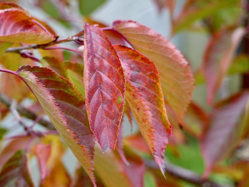 A Bit of Autumn Colour in the Garden by susiemc