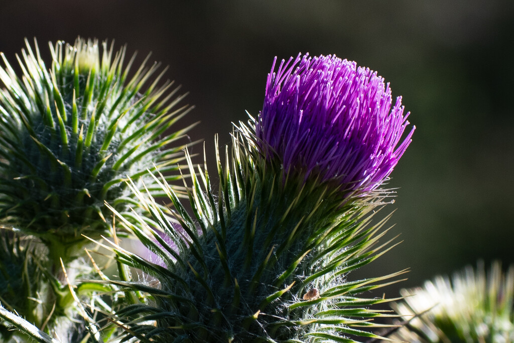 Thistle by nannasgotitgoingon