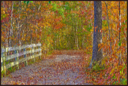 25th Oct 2023 - Autumn Woodland Path