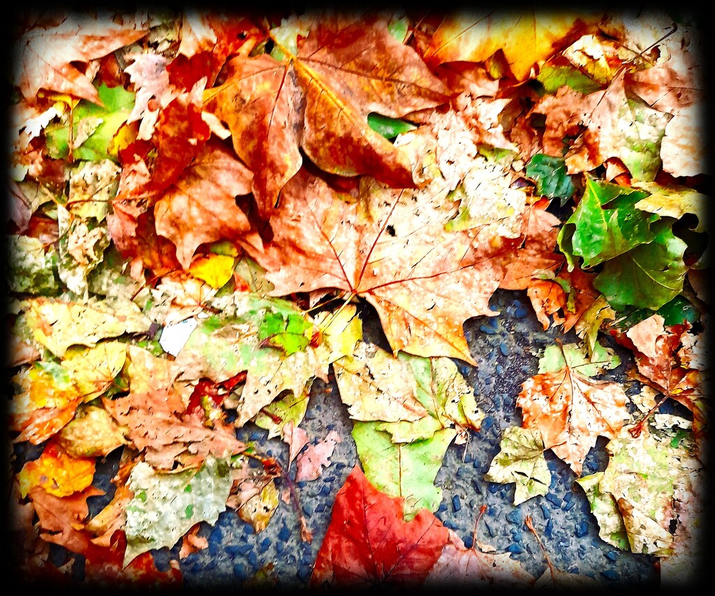 Autumn Leaves. by beryl