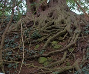 25th Oct 2023 - tree roots