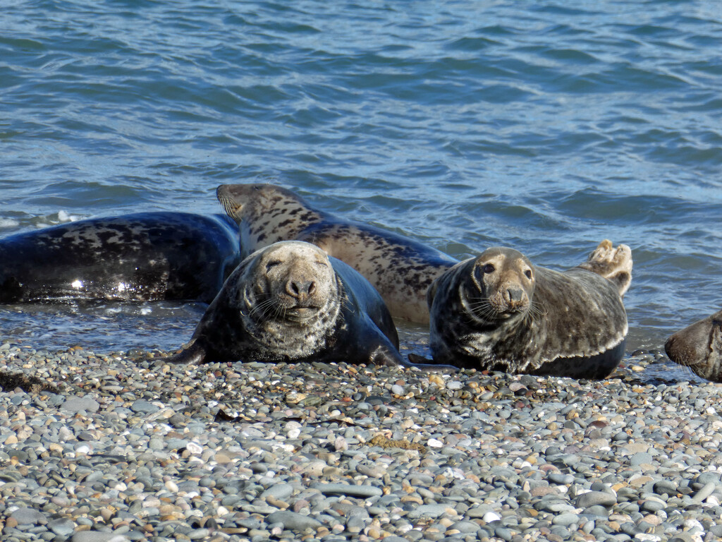 Manx Seals at the Point of Ayre by cmp