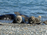 25th Oct 2023 - Manx Seals at the Point of Ayre