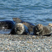Manx Seals at the Point of Ayre by cmp