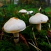 More 'mystery' mushrooms by ajisaac