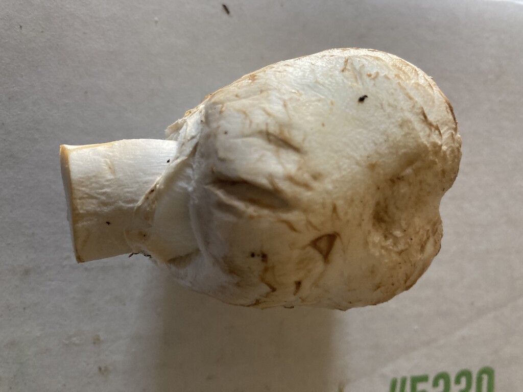 Unusual Mushroom  by spanishliz
