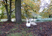 25th Oct 2023 - Swans galore