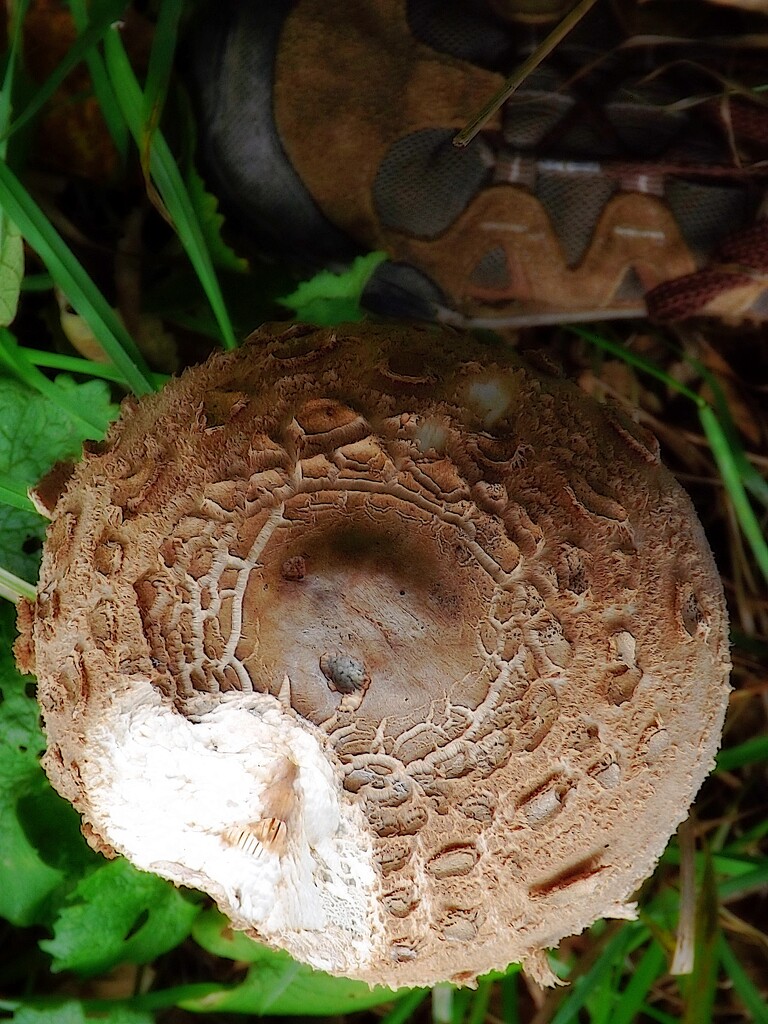 Macro Mushroom by ajisaac