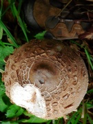 7th Oct 2023 - Macro Mushroom