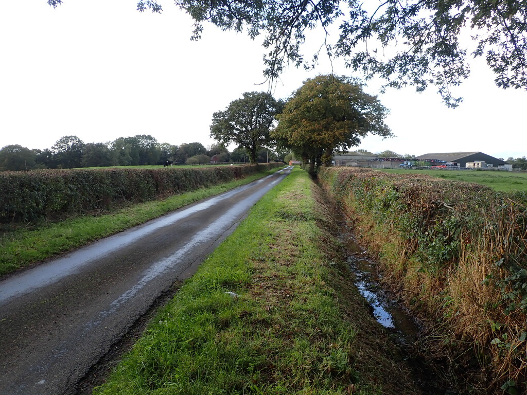 The value of drainage ditches by speedwell