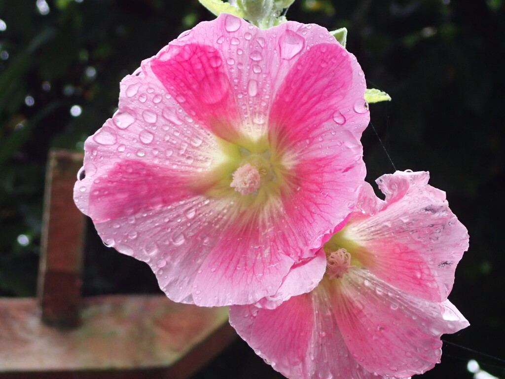 Bright blooms on a very wet day by speedwell