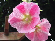 20th Oct 2023 - Bright blooms on a very wet day