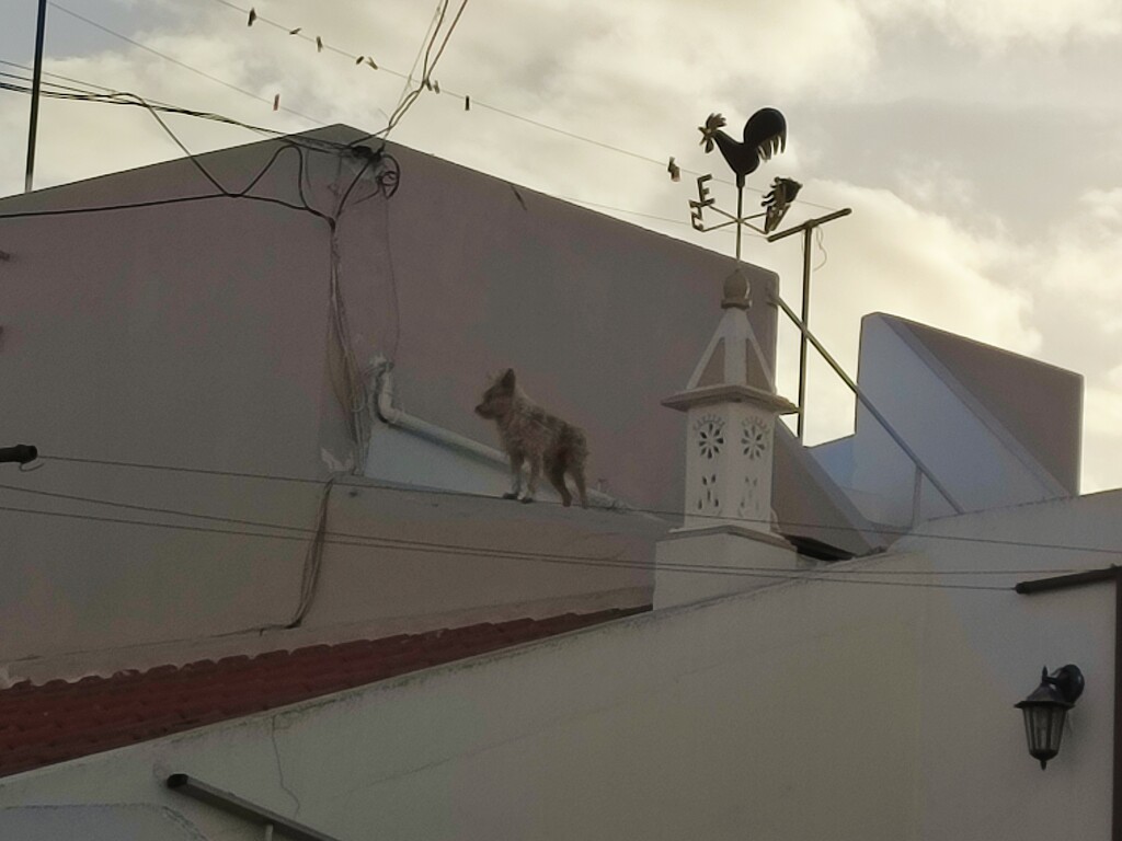 Weather Vane Dog by countrylassie