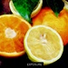 Citrus  by rensala