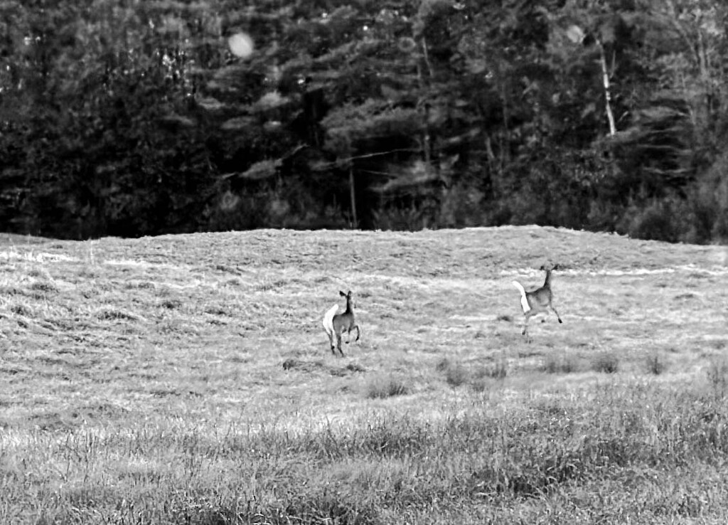 Mom and Youngster running by joansmor