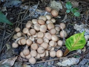 26th Oct 2023 - A cluster of tiny shrooms...