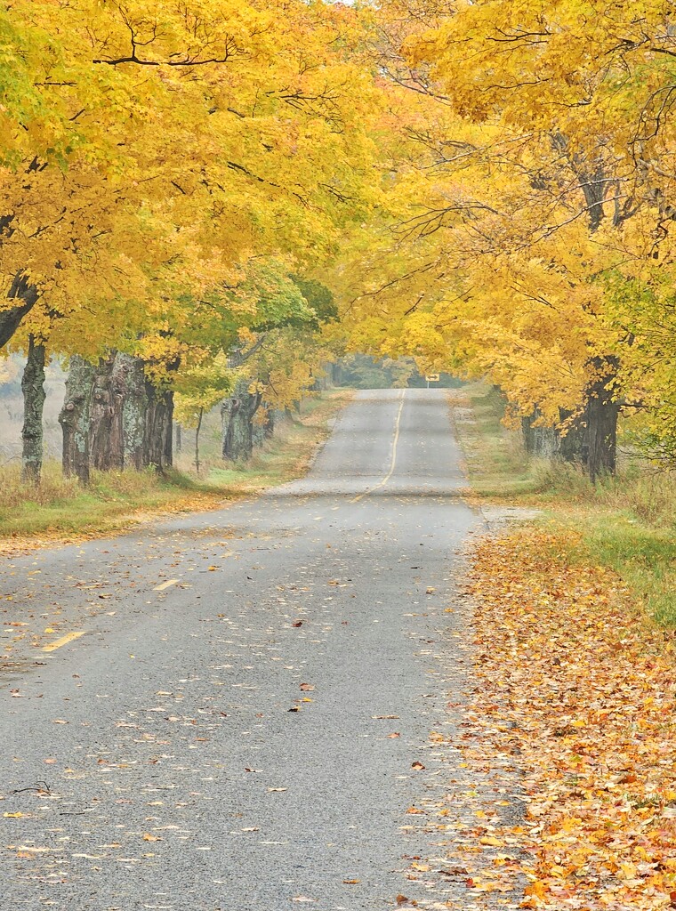Autumn road by edorreandresen