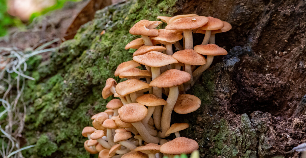 Group of Fungi! by rickster549