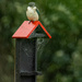 Cross Kingfisher by yorkshirekiwi