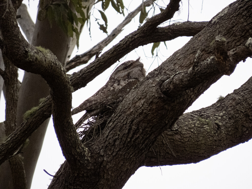 Tawny Frogmouth nesting by koalagardens