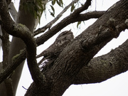 24th Oct 2023 - Tawny Frogmouth nesting