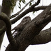 Tawny Frogmouth nesting by koalagardens